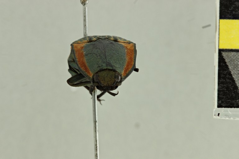 Chalcolepidius aeruginosus T F.jpg