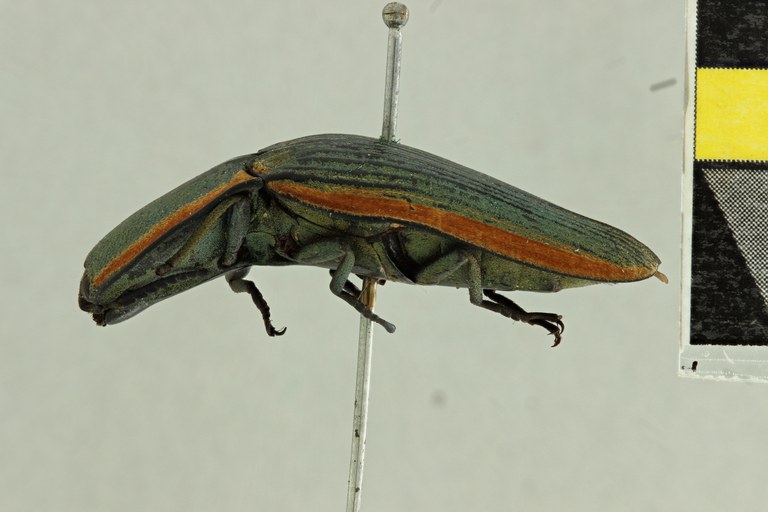 Chalcolepidius aeruginosus T L.jpg