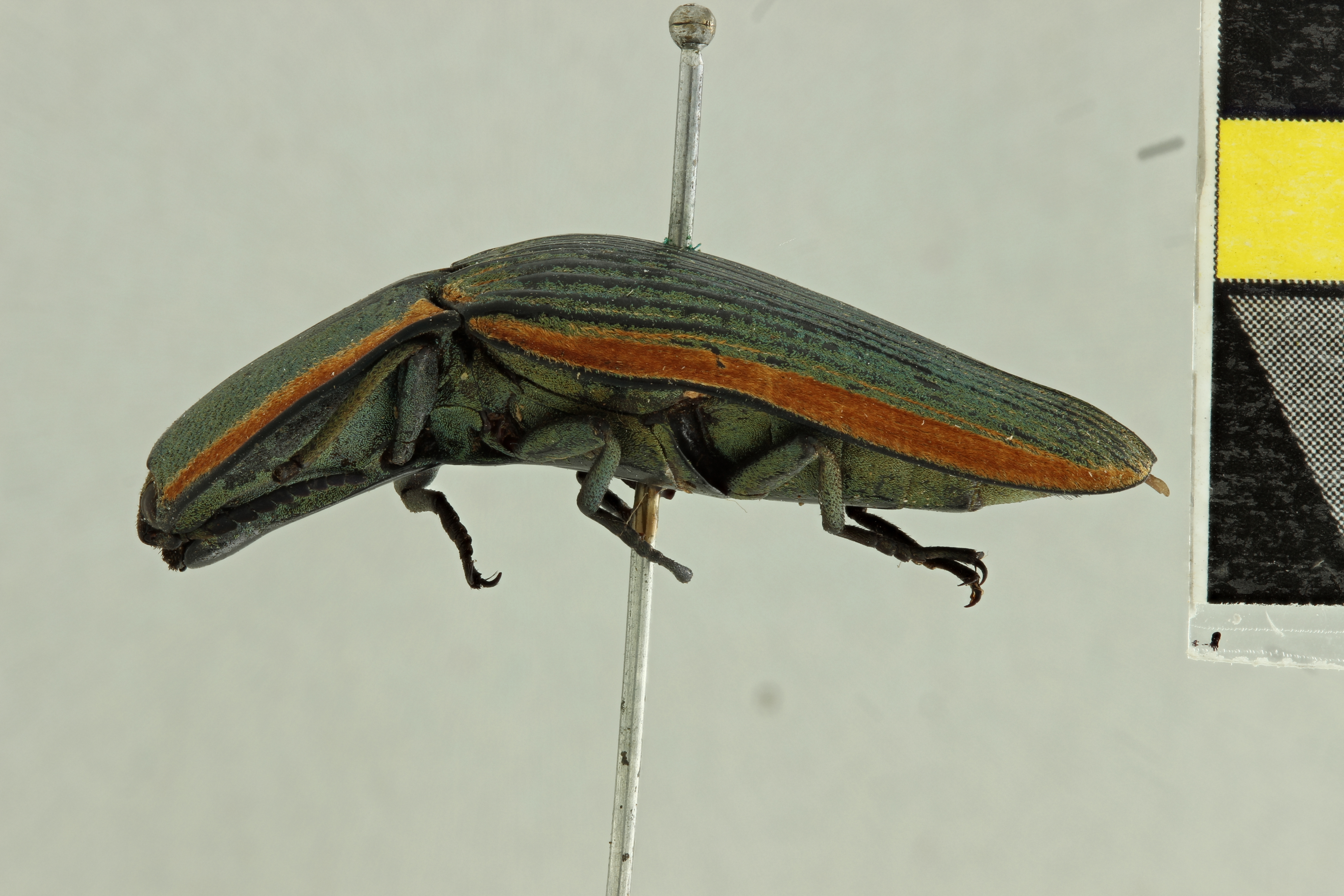 Chalcolepidius aeruginosus T L.jpg