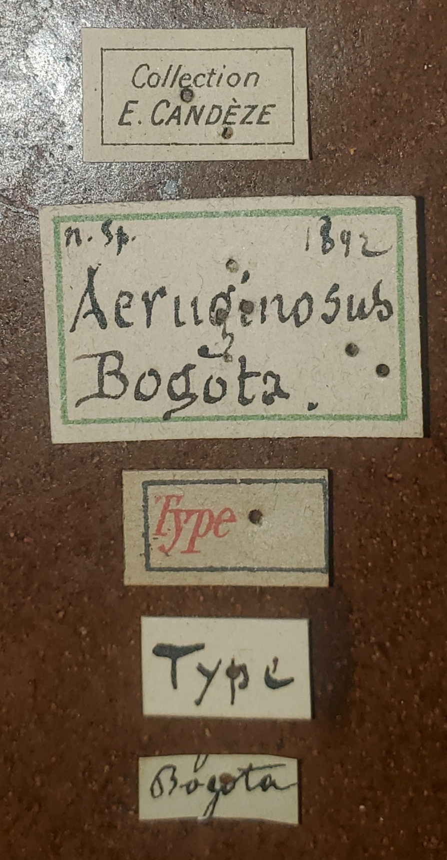 Chalcolepidius aeruginosus T Labels.jpg