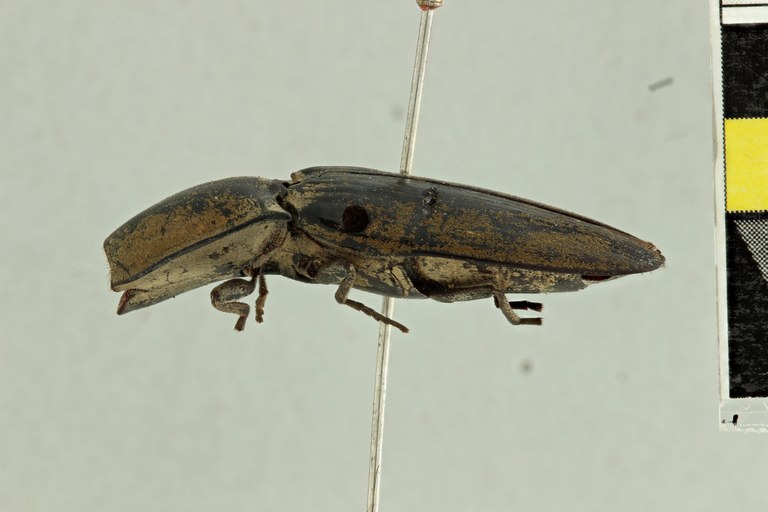 Chalcolepidius behrensi Lt L.jpg