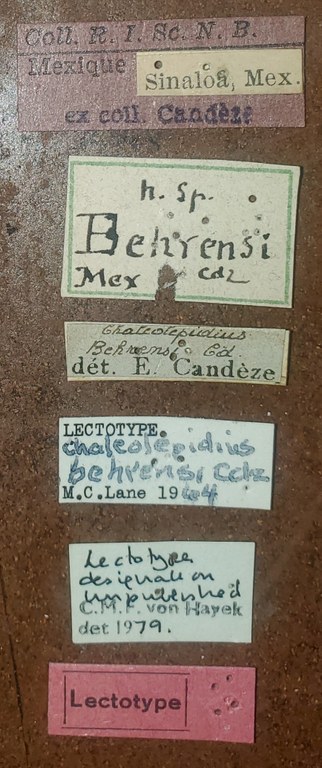 Chalcolepidius behrensi Lt Labels.jpg