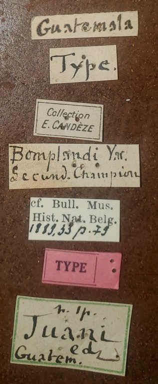 Chalcolepidius bomplandi var. juani T Labels.jpg