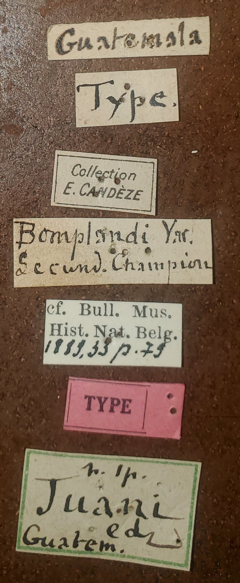 Chalcolepidius bomplandi var. juani T Labels.jpg