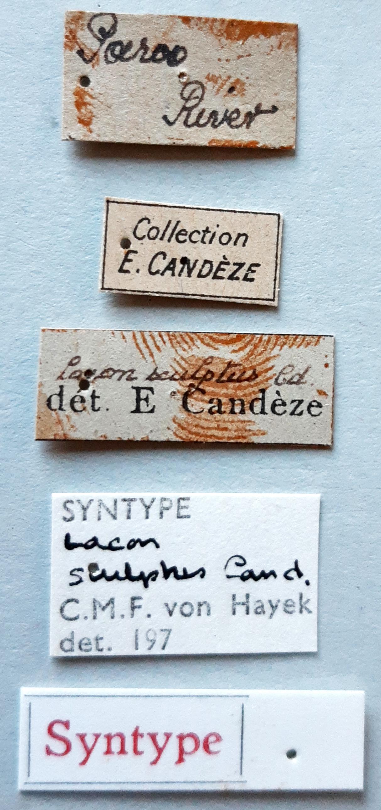 Lacon sculptus st labels