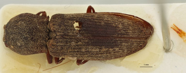Tilotarsus spinifer st D