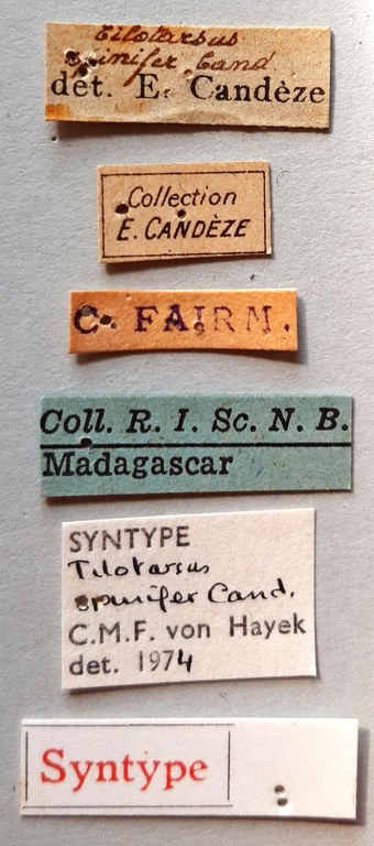 Tilotarsus spinifer st labels