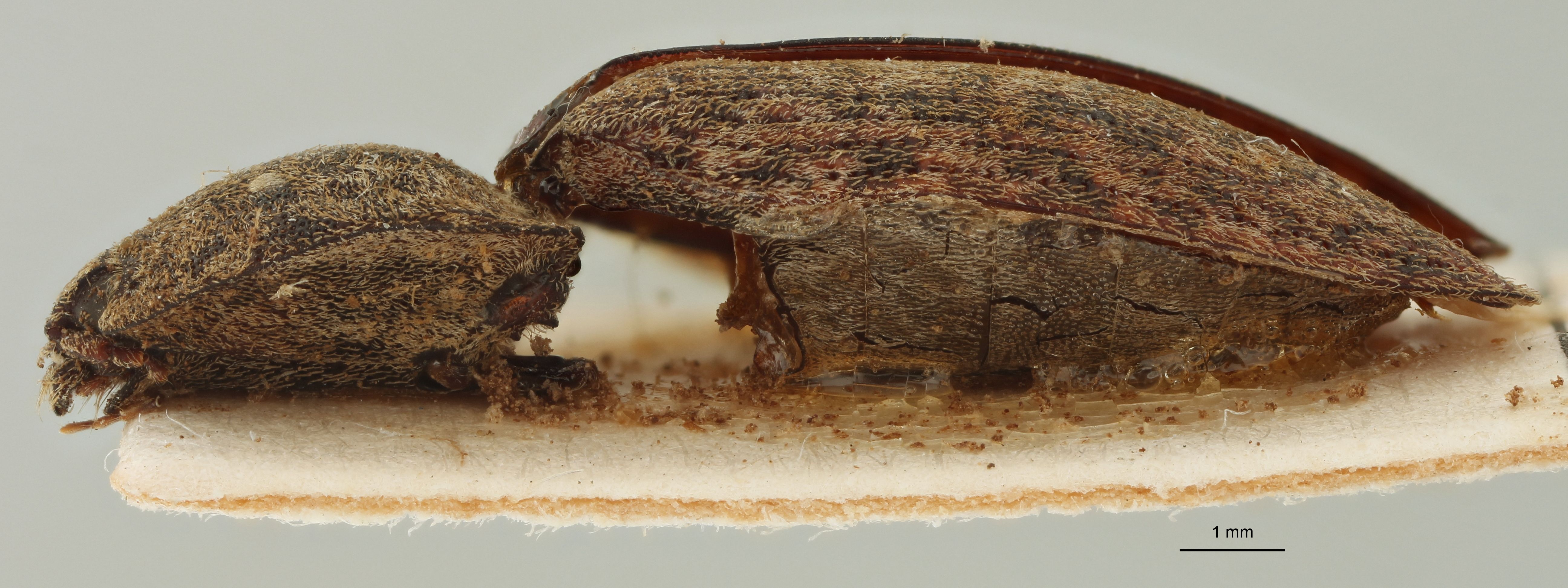 Tilotarsus spinifer st L