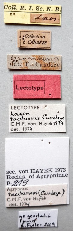 Lacon taciturnus Lt labels