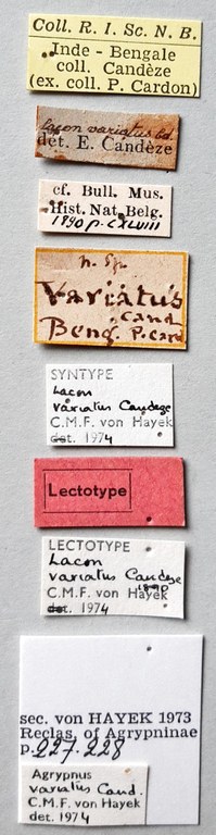 Lacon variatus Lt labels