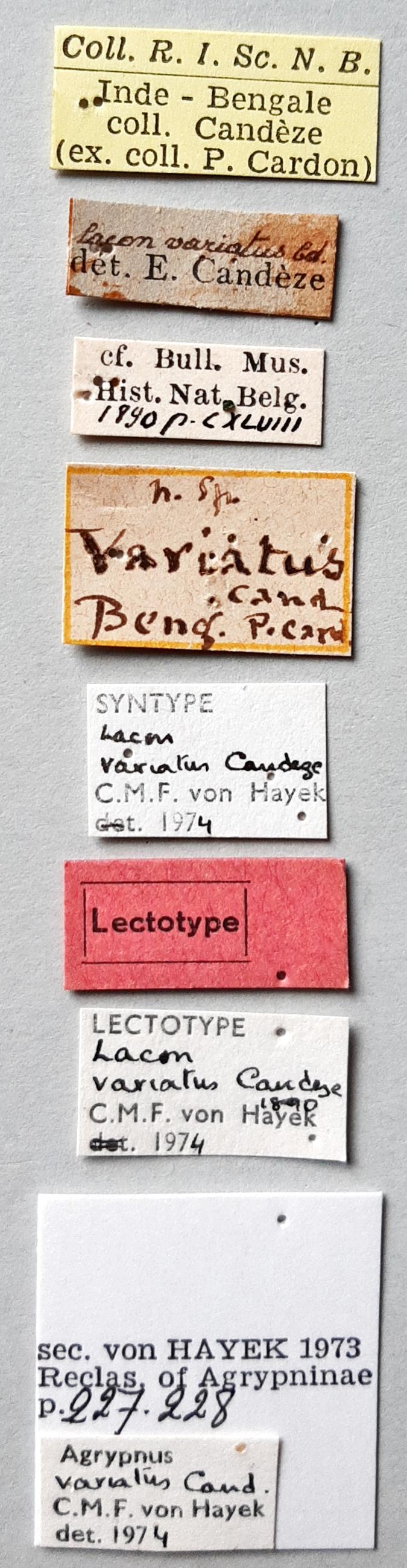 Lacon variatus Lt labels