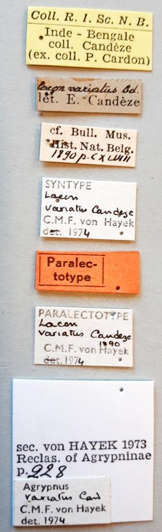 Lacon variatus Plt labels