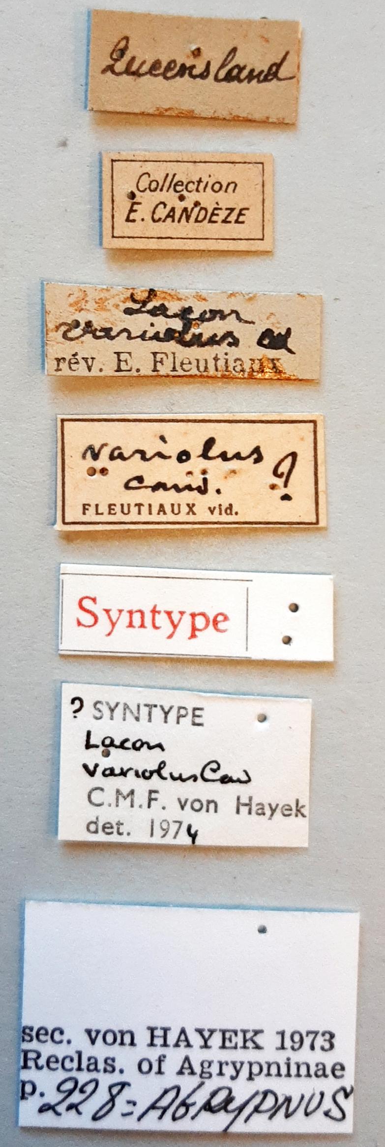 Lacon variolus st labels