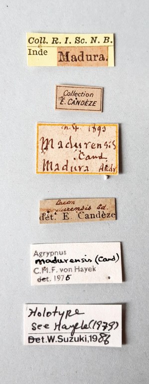 Lacon madurensis Ht labels