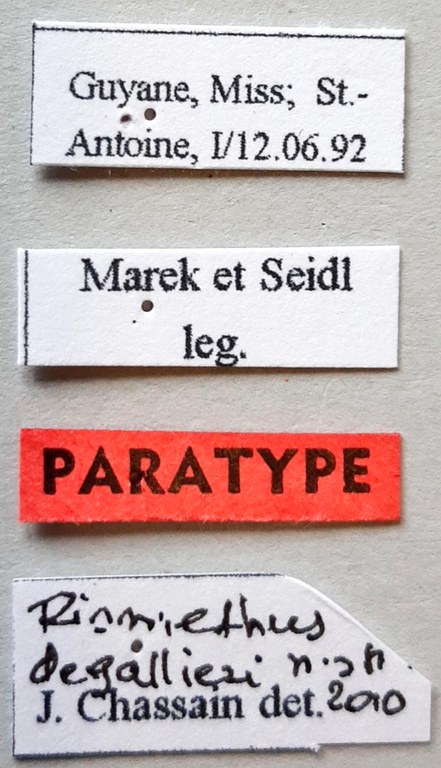Rismethus degallieri Pt labels
