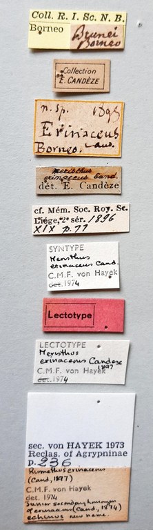 Meristhus erinaceus Lt labels