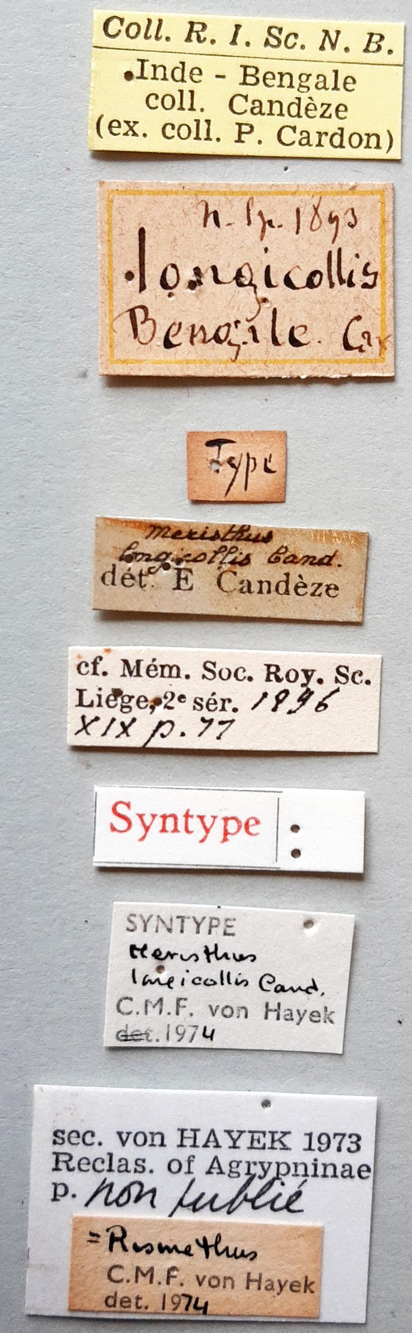 Meristhus longicollis st labels
