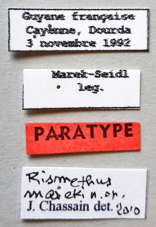 Rismethus mareki Pt labels