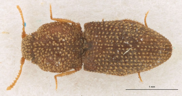 Rismethus mareki Pt D