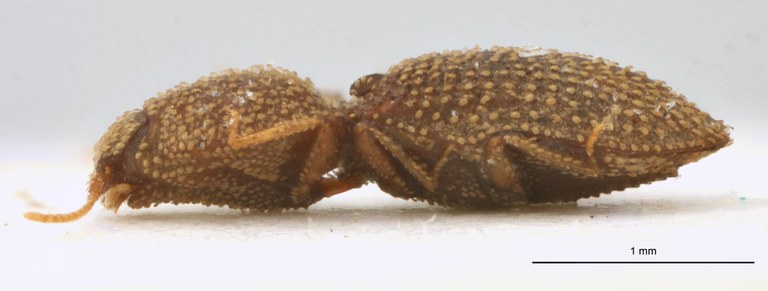 Rismethus mareki Pt L