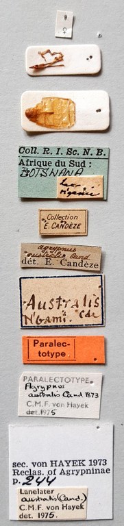 Agrypnus australis Plt labels