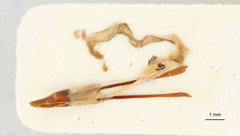 Agrypnus australis Plt genitalia