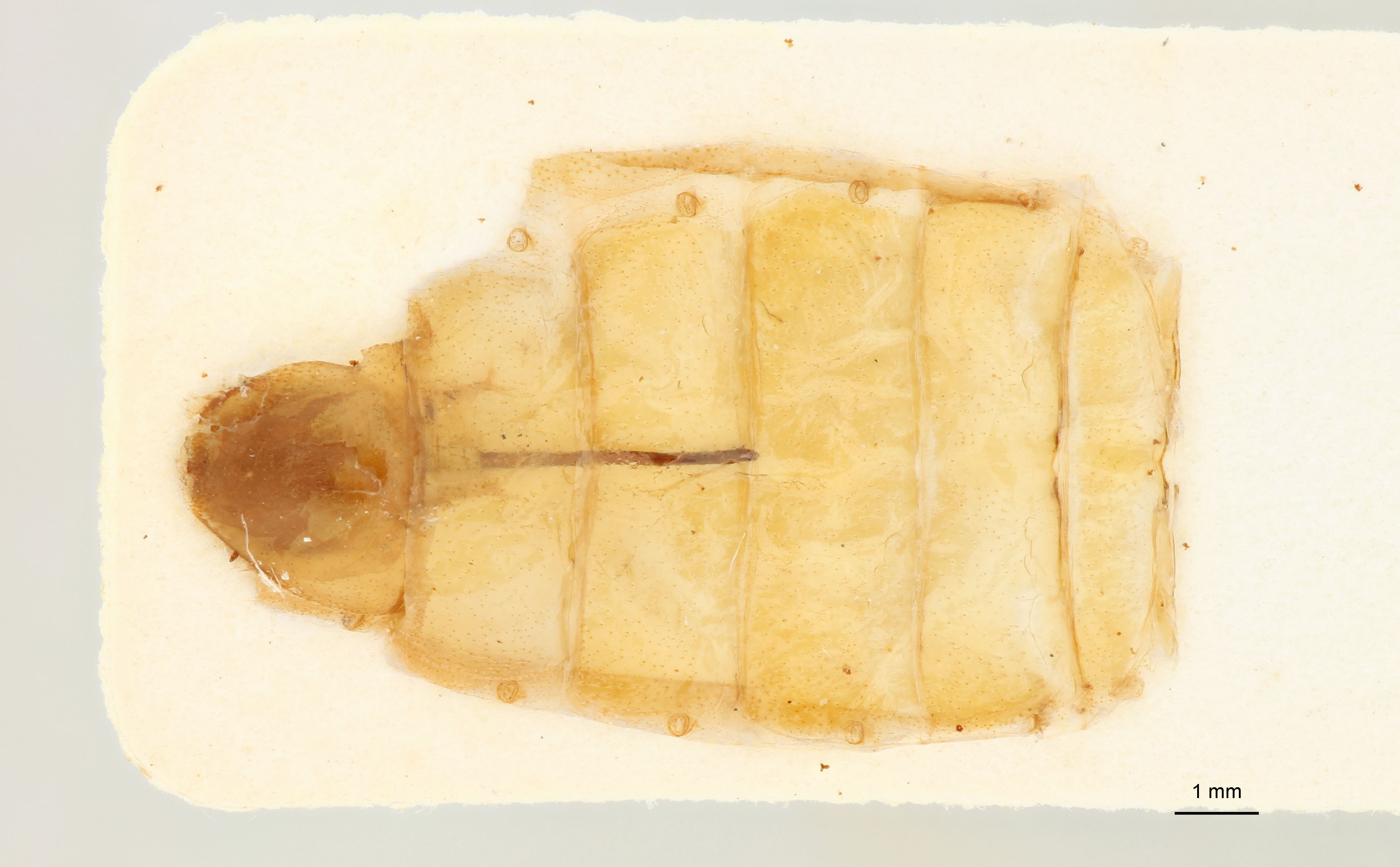 Agrypnus australis Plt genitalia 2
