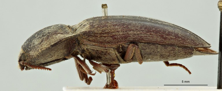 Agrypnus australis Plt L
