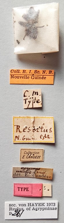 Agrypnus resectus t labels