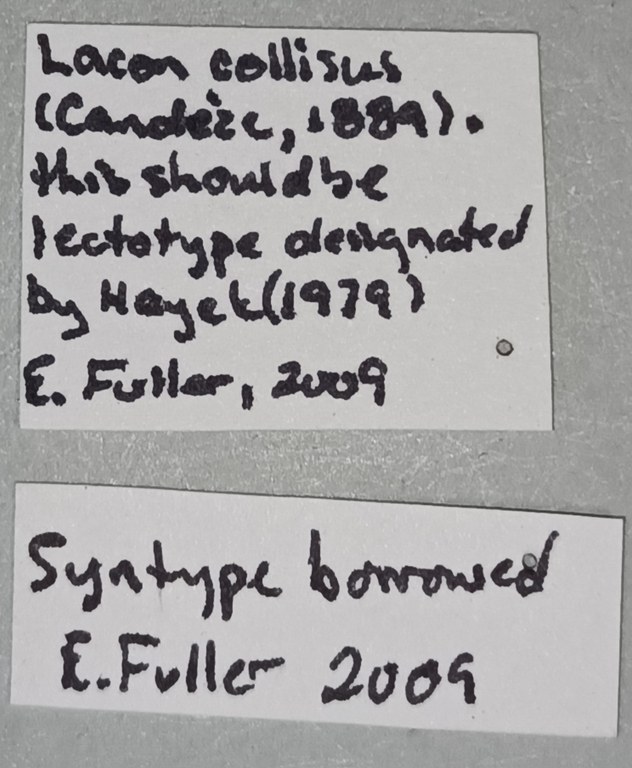Adelocera collisa F st labels addendum Adelocera collisa F st labels addendum