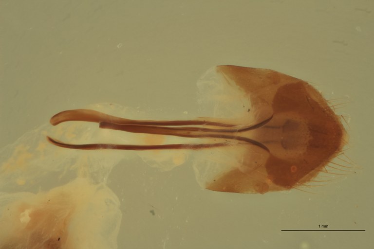 Adelocera collisa F St Parameres.jpg Adelocera collisa F St Parameres.jpg