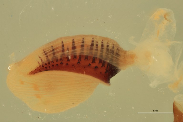 Adelocera collisa F St Bursa Copulatrix L.jpg Adelocera collisa F St Bursa Copulatrix L.jpg