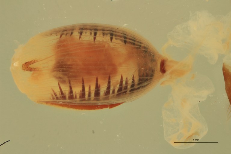 Adelocera collisa F St Bursa Copulatrix Spines.jpg Adelocera collisa F St Bursa Copulatrix Spines.jpg