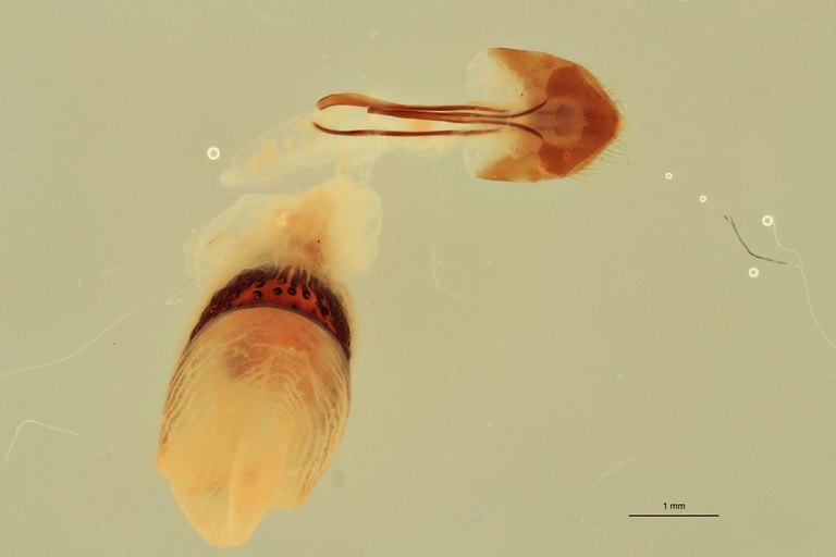 Adelocera collisa F St Vial Contents.jpg Adelocera collisa F St Vial Contents.jpg