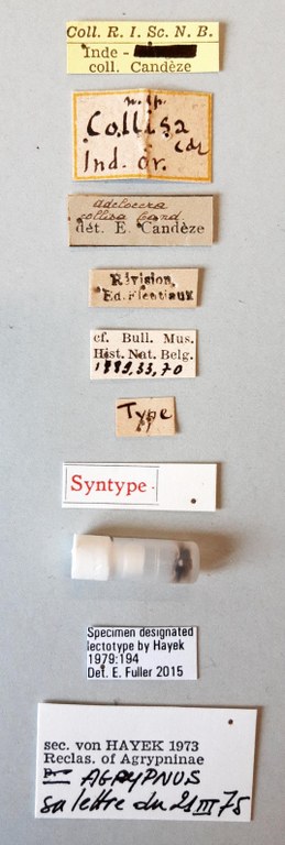 Adelocera collisa F st labels Adelocera collisa F st labels