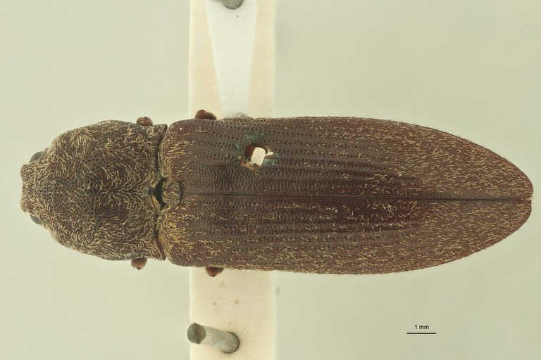 Adelocera collisa st D Adelocera collisa st D