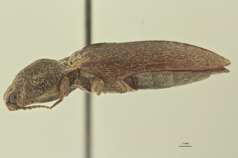 Adelocera collisa st L Adelocera collisa st L