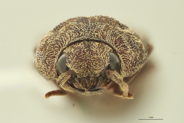 Adelocera collisa st F Adelocera collisa st F