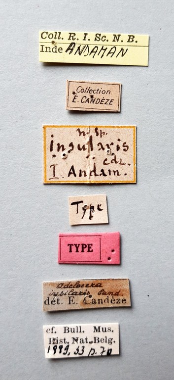 Adelocera insularis t labels