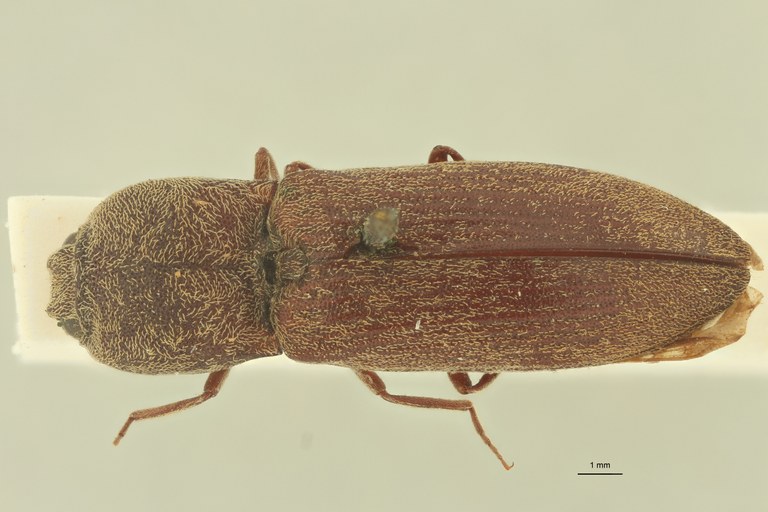 Adelocera insularis t D Adelocera insularis t D