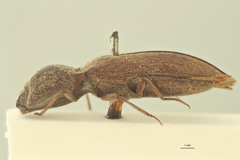 Adelocera insularis t L Adelocera insularis t L