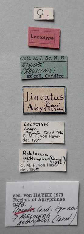 Adelocera aethiopicus Lt labels
