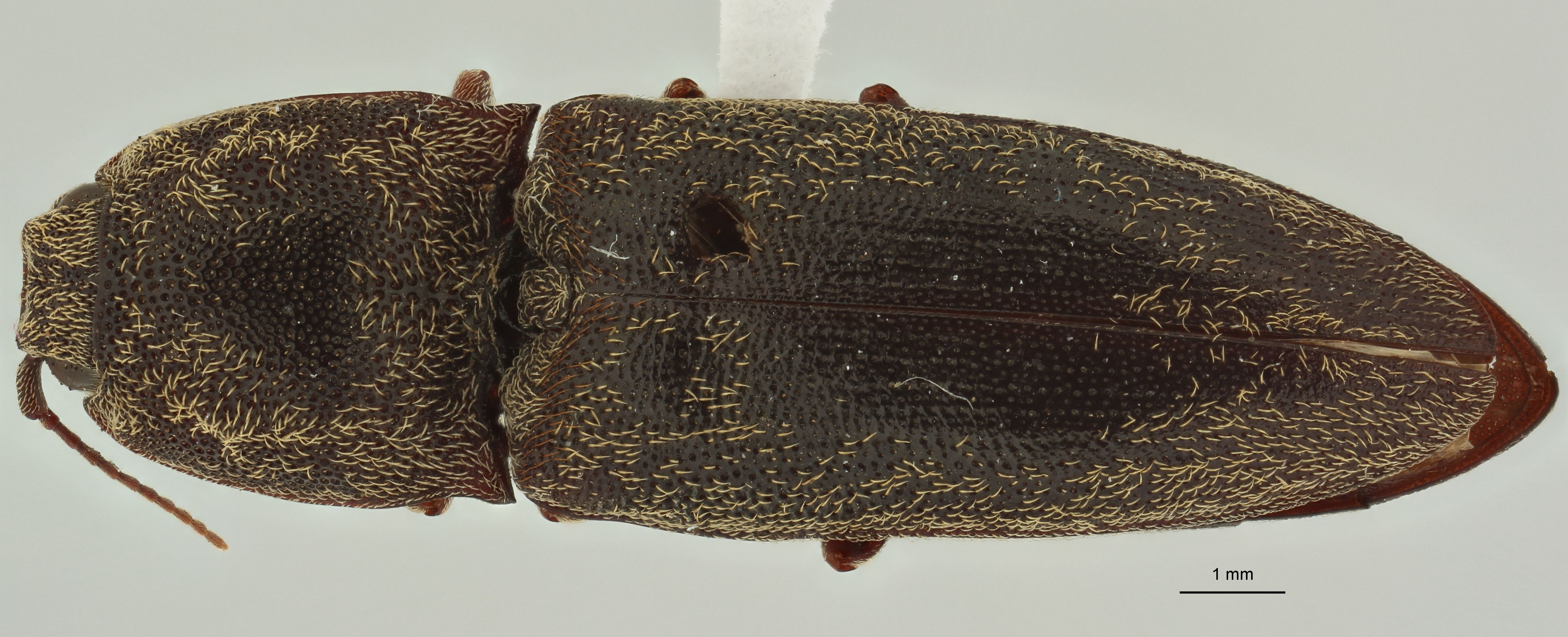 Adelocera cincta st D