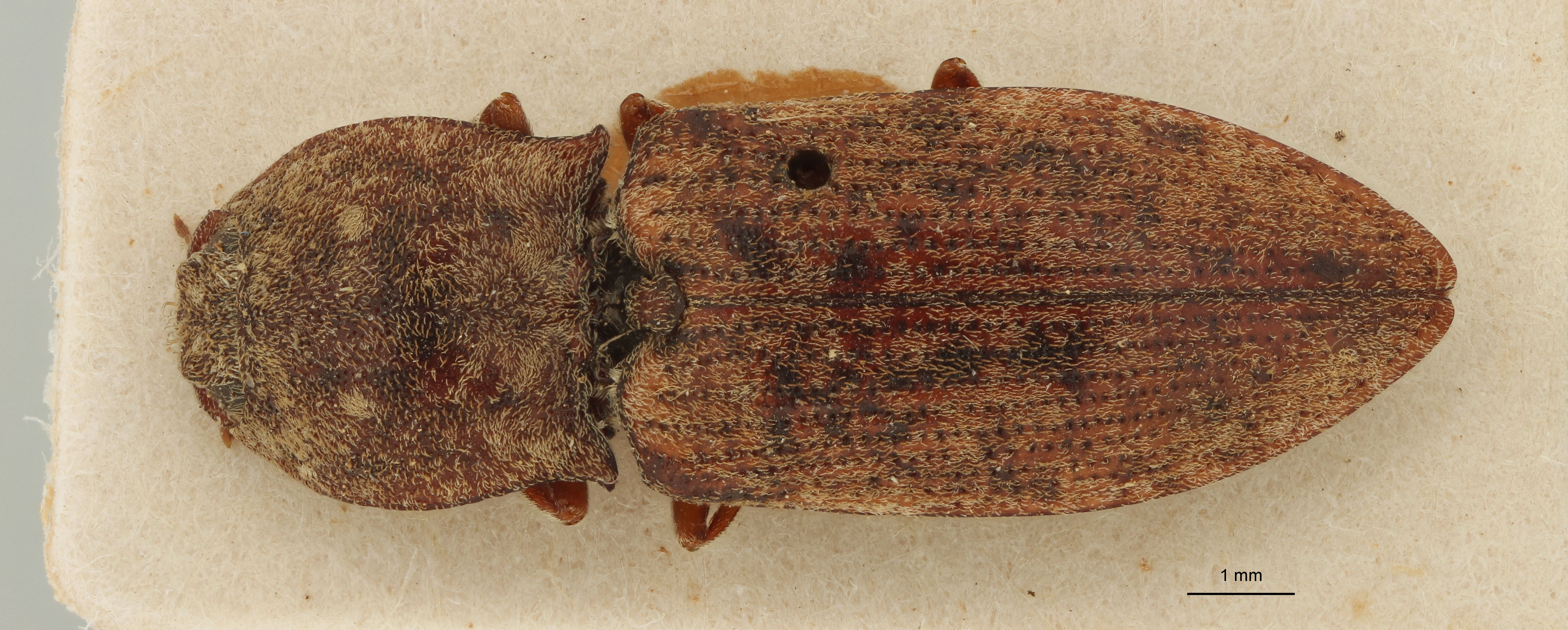 Lacon hamatus st D