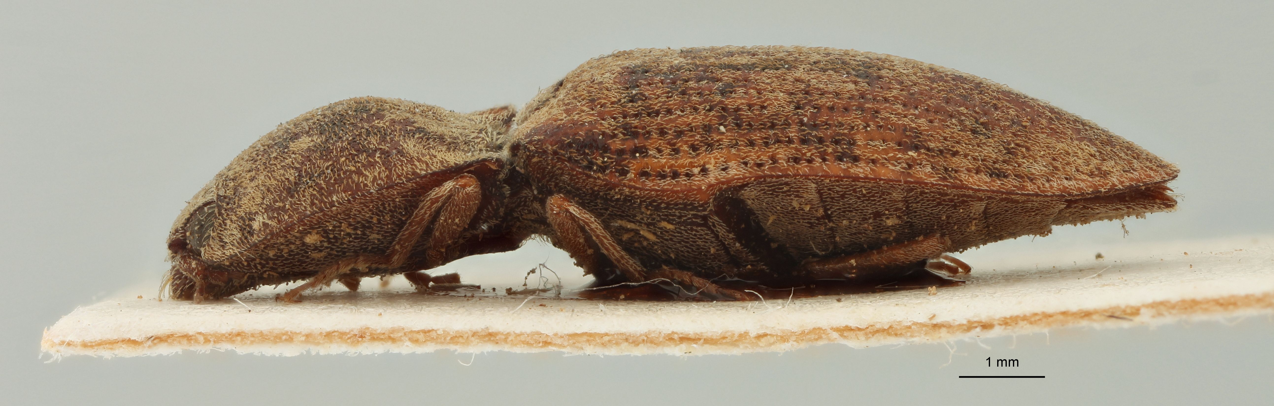 Lacon hamatus st L