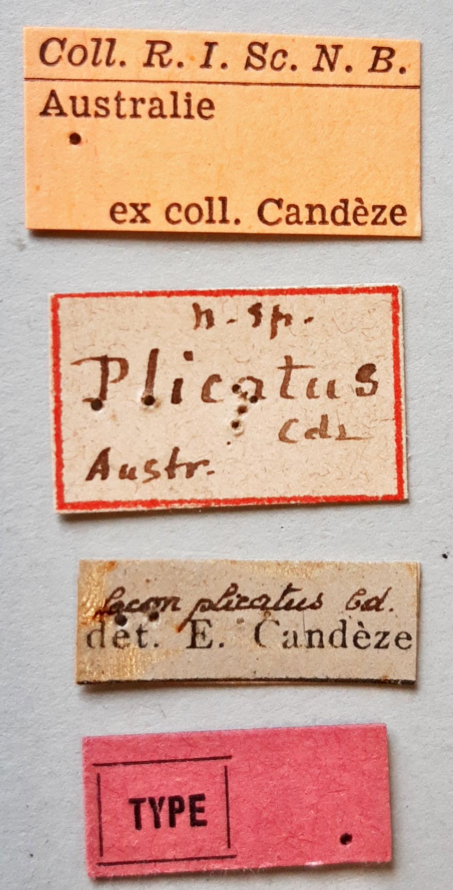 Lacon plicatus t labels