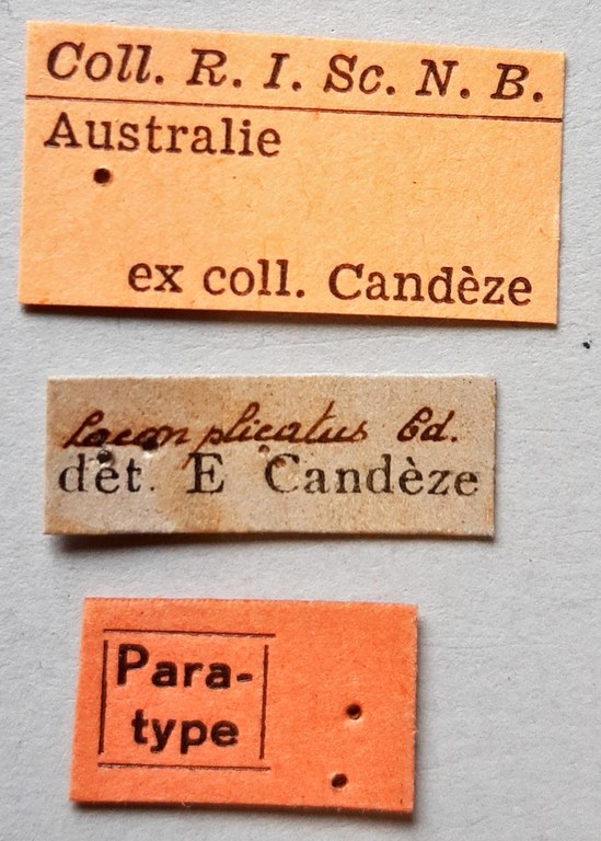 Lacon plicatus Pt labels