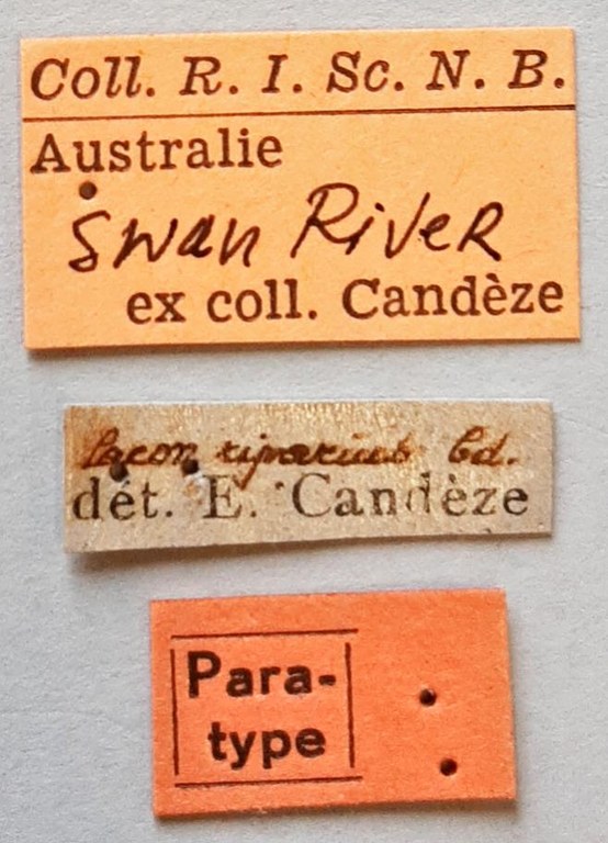 Lacon riparius Pt labels