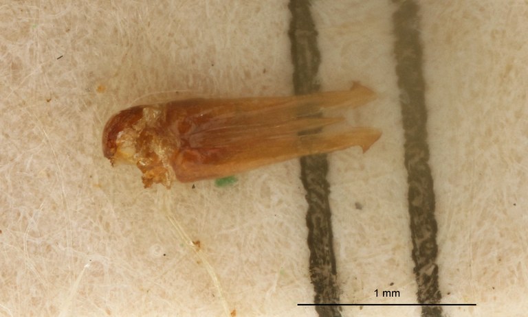 Dilobitarsus corrosus Lt genitalia