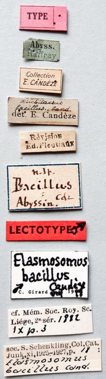 Dilobitarsus bacillus Lt labels